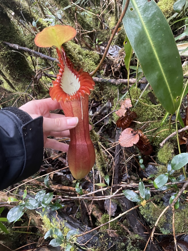 Nepenthes edwardsiana Low ex Hook.f. 2