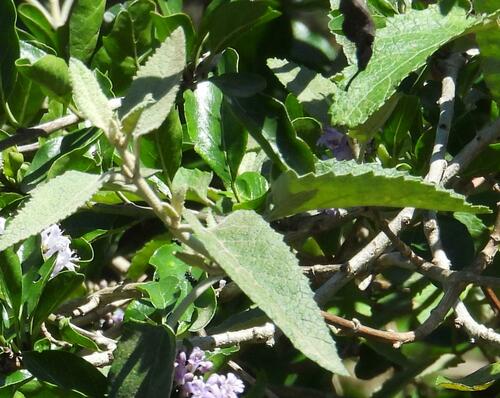 Buddleja dysophylla, photograph 6
