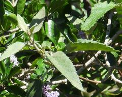Buddleja dysophylla, photograph (c) Henry de Lange, some rights reserved (CC BY)
