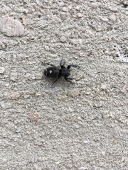 Phidippus audax