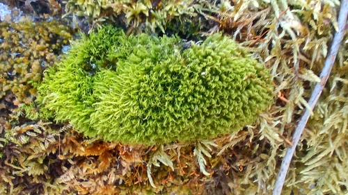 Image of Montane Dicranum Moss (Dicranum montanum) by (c) Михаил Языков, some rights reserved (CC BY)