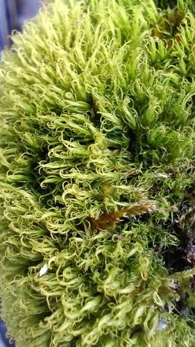 Image of Dicranum montanum by (c) Михаил Языков, some rights reserved (CC BY)