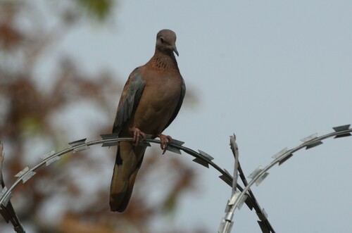 Laughing Dove