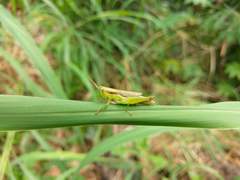 Pseudoxya diminuta