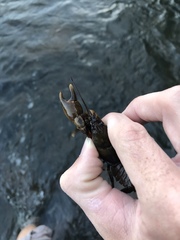 Cambarus girardianus