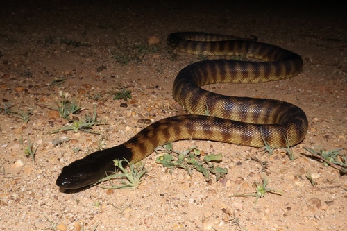 Black-headed Python sighting