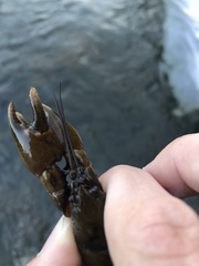 Cambarus girardianus