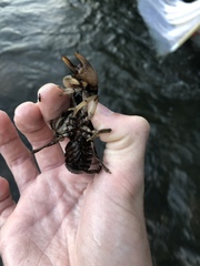 Cambarus girardianus