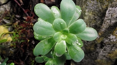 Sedum palmeri