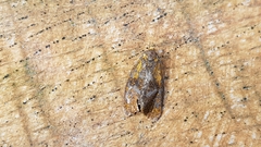 Ptycholoma lecheana