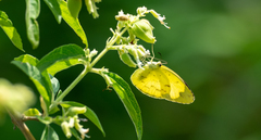 Eurema hecabe solifera