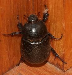 Pentodon bidens punctatus