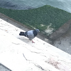 Columba livia domestica