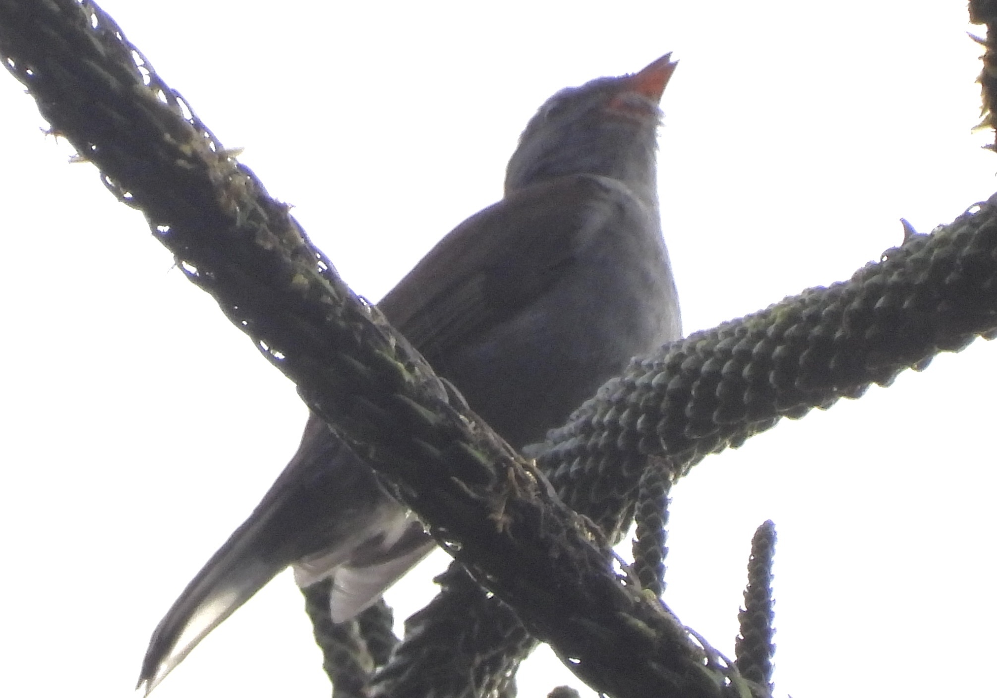 Andean Solitaire (Myadestes ralloides), photo 5