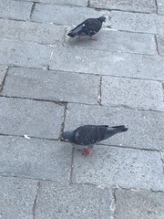 Columba livia domestica