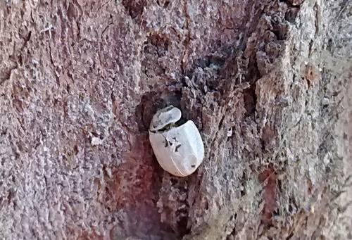 Australian Tortoise Beetle photo 5