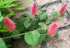 Acalypha pendula