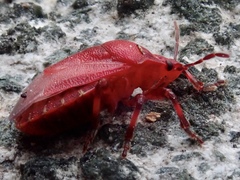 Rhacognathus punctatus