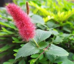 Acalypha pendula