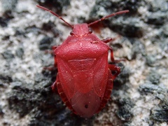 Rhacognathus punctatus