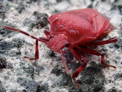 Rhacognathus punctatus