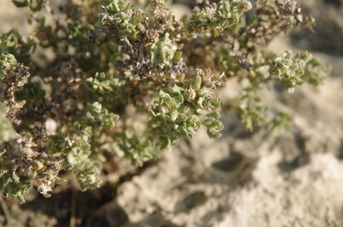 Crested saltbush (Atriplex cristata)
