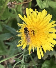 Episyrphus balteatus