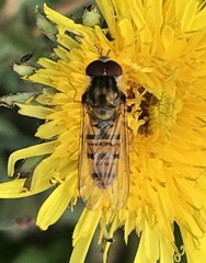 Episyrphus balteatus