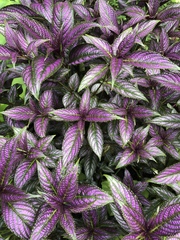 Strobilanthes auriculata dyeriana