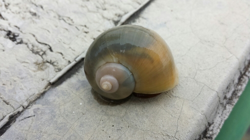 Pomacea flagellata