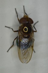 Copestylum vesicularium