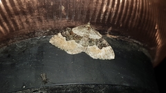 Xanthorhoe quadrifasiata