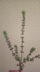 Marrubium