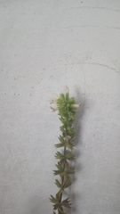 Marrubium
