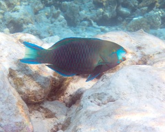 Roundhead Parrotfish photo 2