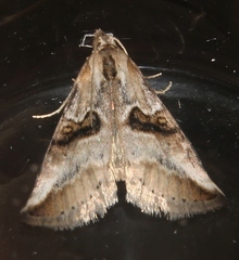 Zebeeba falsalis