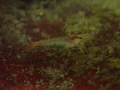Caridina cantonensis