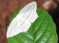 Acropteris ciniferaria
