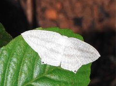 Acropteris ciniferaria