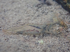 Caridina