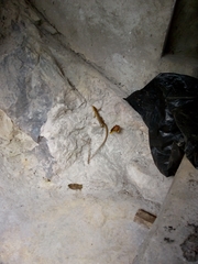 Gerrhonotus ophiurus