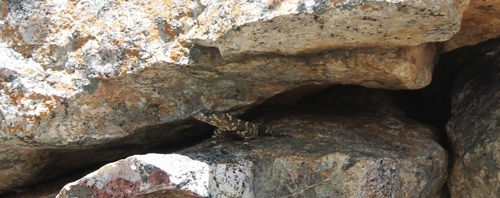 Van Dam’s Girdled Lizard, Smaug vandami