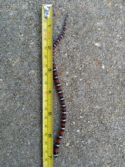 Lampropeltis elapsoides