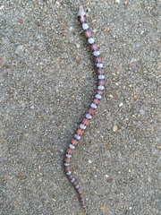 Lampropeltis elapsoides