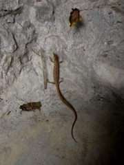 Gerrhonotus ophiurus