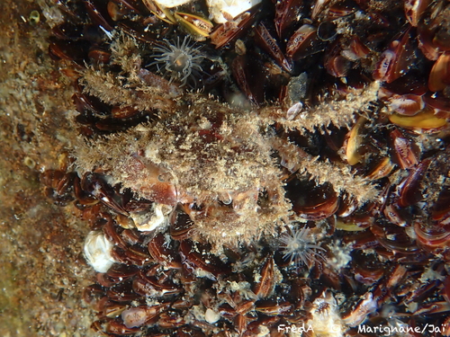 Hairy Crab, photo 2 of 10