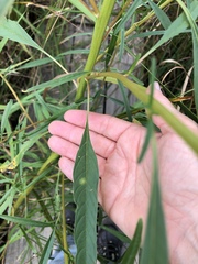 Amaranthus cannabinus