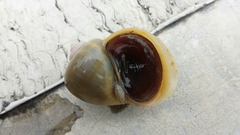 Pomacea flagellata