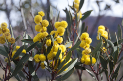 Acacia beckleri