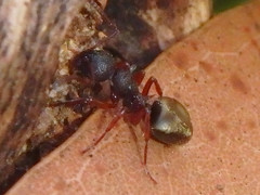 Dolichoderus scabridus